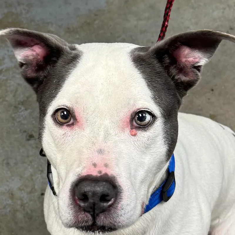 A senior medium-sized female White / Cream Terrier dog named Mildred for adoption in Greenville, SC