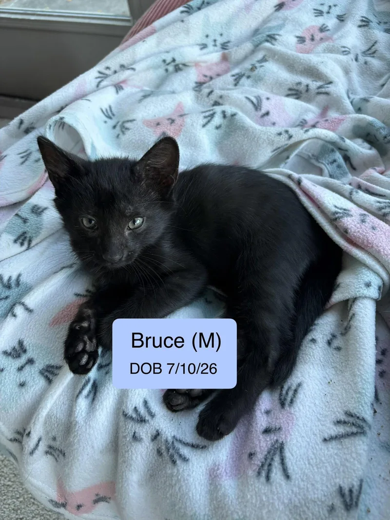 A baby medium-sized male Black Domestic Short Hair cat named Bruce for adoption in Vacaville, CA
