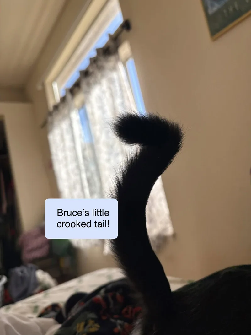 Bruce thumbnail 2