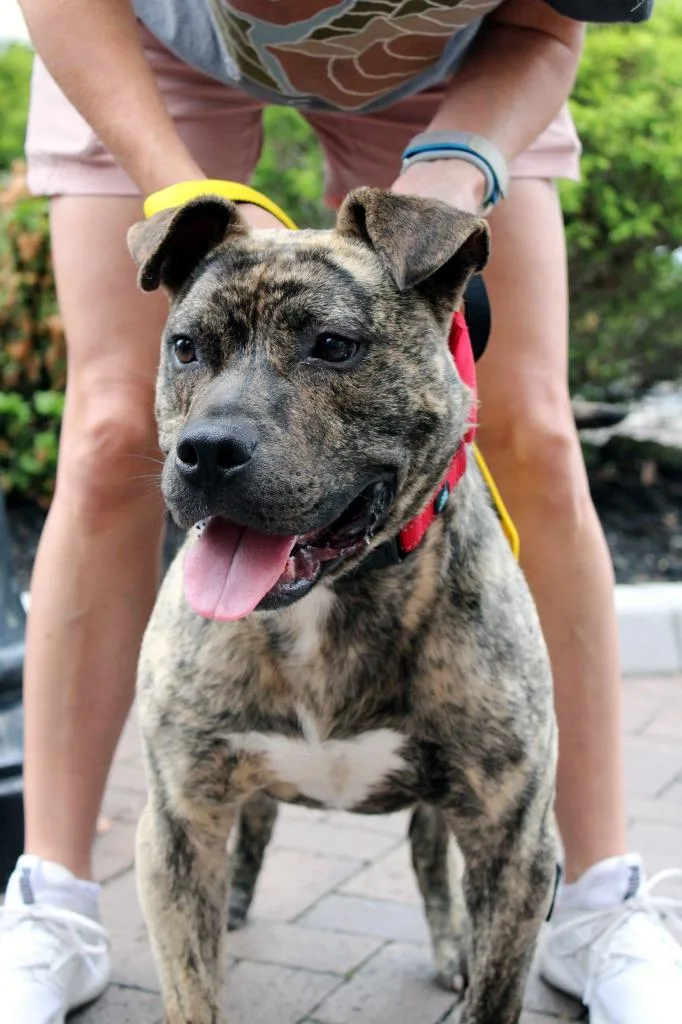 Camero  A thumbnail 2