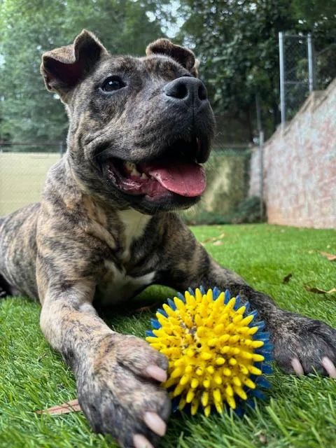 Camero  A thumbnail 3