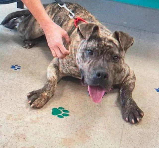 Camero  A thumbnail 4