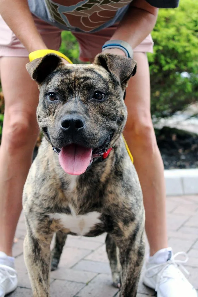 Camero  A thumbnail 5