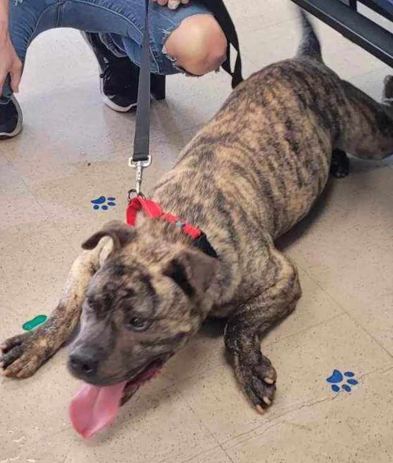 Camero  A thumbnail 6