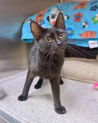 A young small-sized female Domestic Short Hair cat named Zea for adoption in Missoula, MT