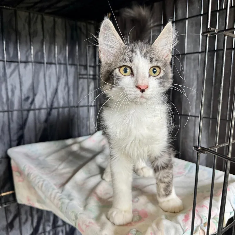 A baby small-sized male White Domestic Medium Hair cat named Hollis for adoption in Fredericksburg, TX