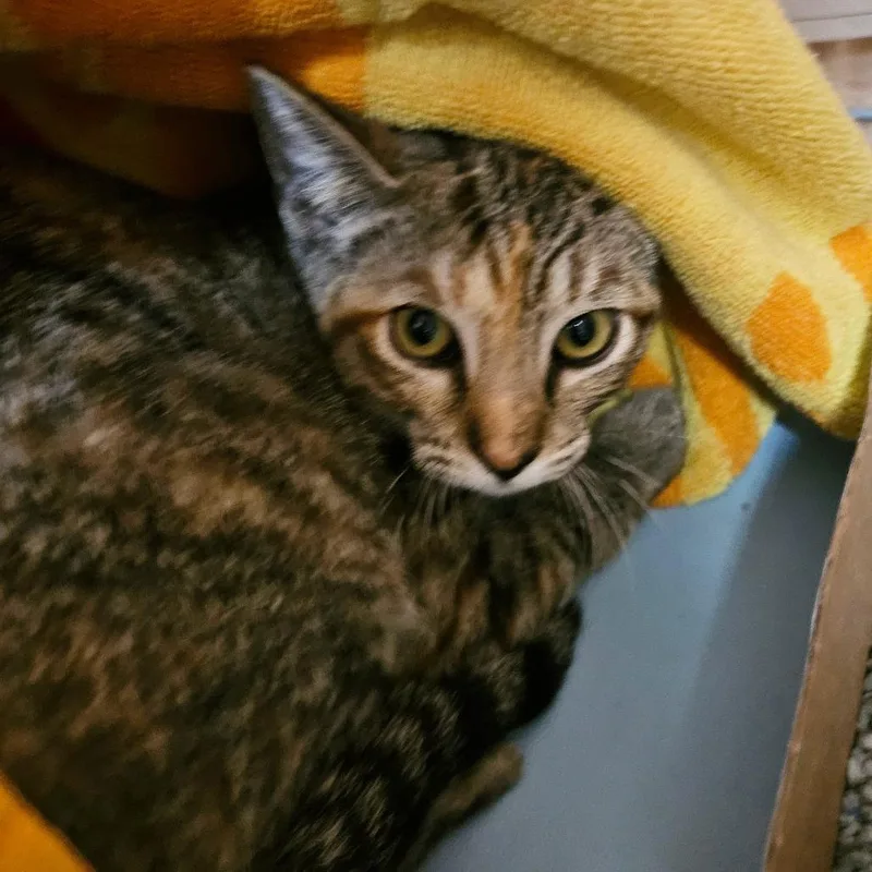 A baby small-sized female Torbie Domestic Short Hair cat named Alpine for adoption in Austin, TX