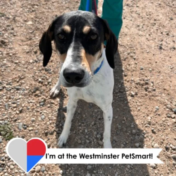An adult medium-sized female Tricolor (Brown, Black, & White) Treeing Walker Coonhound dog named Virginia for adoption in Fort Collins, CO