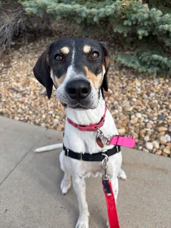 Virginia thumbnail 3