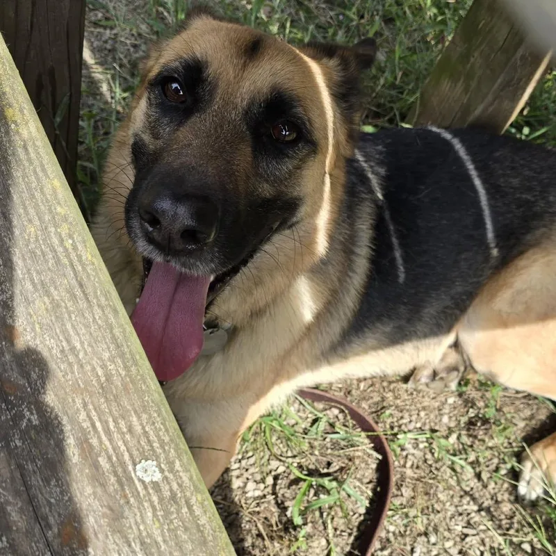 An adult medium-sized female German Shepherd Dog dog named Sheena for adoption in Stephens City, VA
