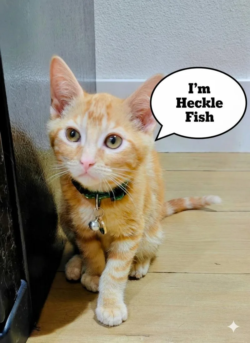 A young medium-sized male Orange / Red Domestic Short Hair cat named Hecklefish for adoption in Riverside, CA