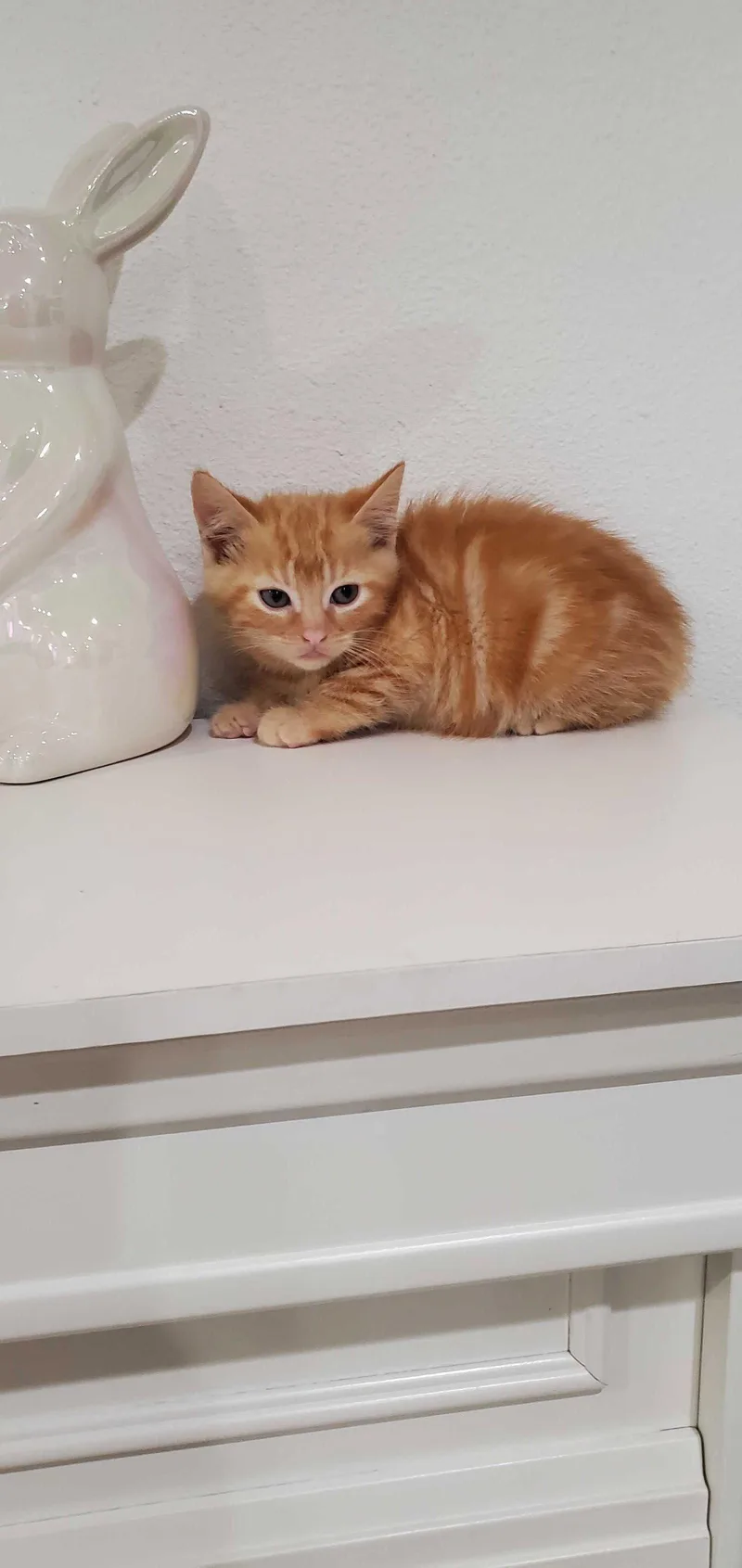 Hecklefish thumbnail 2