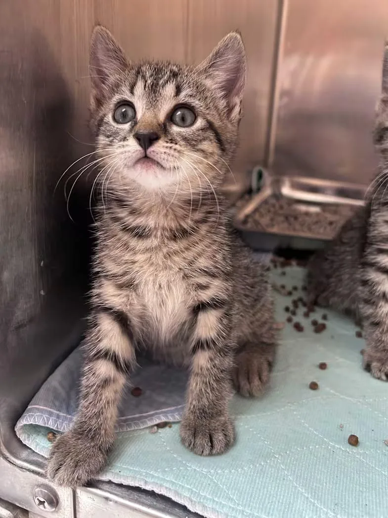 A baby medium-sized female Tabby (Brown / Chocolate) Domestic Short Hair cat named Asta for adoption in Greensboro, NC