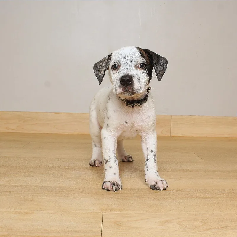 A baby small-sized female Australian Shepherd dog named Bella D for adoption in Minnetonka, MN