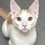 Nemo