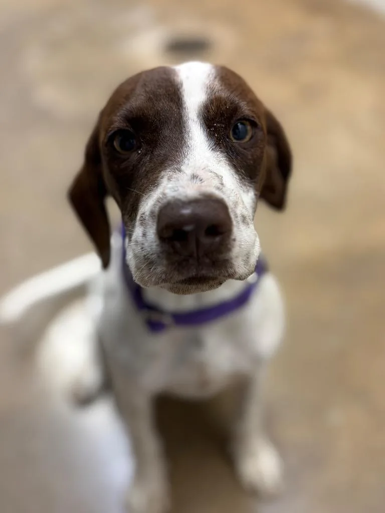 A young medium-sized female Mixed Breed dog named Freckles for adoption in Lockhart, TX