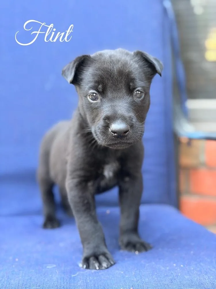 A baby large-sized male Black Belgian Shepherd / Malinois dog named Flint for adoption in Pleasant Hill, CA