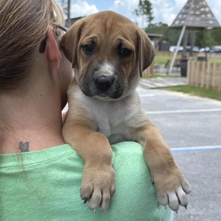 A baby medium-sized male Brown / Chocolate Mixed Breed dog named Newton for adoption in Freeport, FL