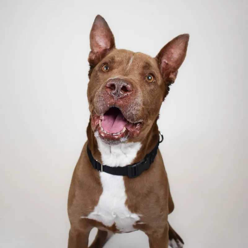 A senior medium-sized male Brown / Chocolate American Bulldog dog named Sumo for adoption in West Palm Beach, FL