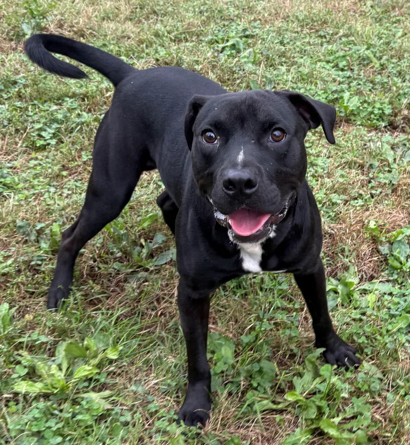A young medium-sized male Boxer dog named Bolt for adoption in Iowa City, IA