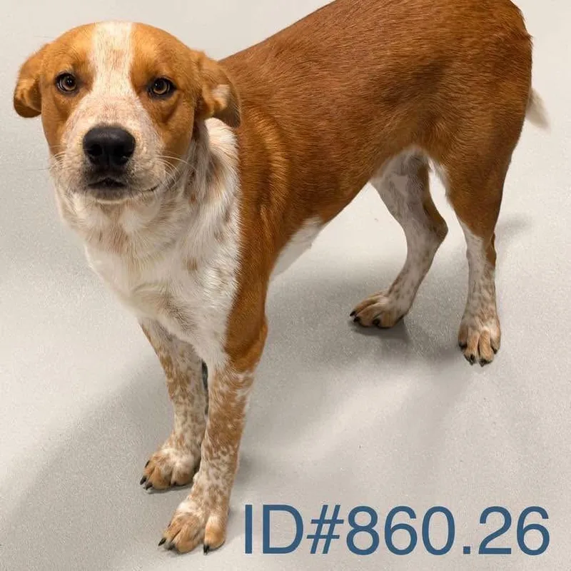 An adult medium-sized male Cattle Dog dog named Howdy KCAC . for adoption in Kerrville, TX