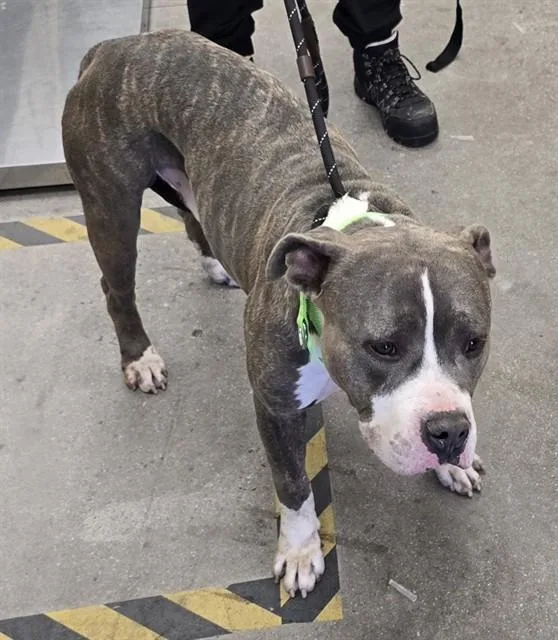 A young medium-sized male Pit Bull Terrier dog named Capone for adoption in Tucson, AZ