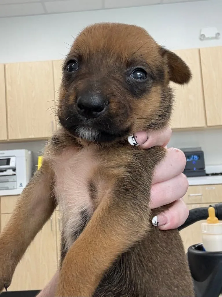 A baby medium-sized female Shepherd dog named Tiki for adoption in Greeneville, TN