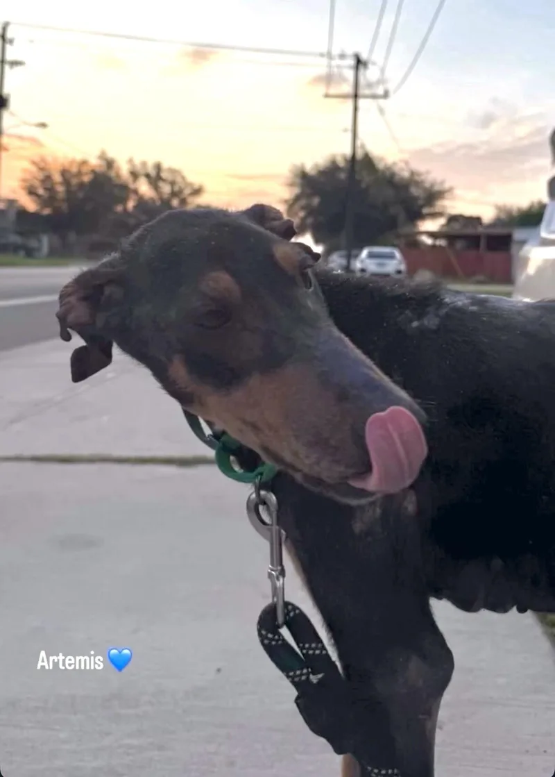 A young large-sized male Black Doberman Pinscher dog named Artemis for adoption in Boulder, CO