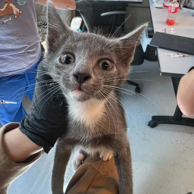A baby small-sized male Gray / Blue / Silver Domestic Short Hair cat named James Bond for adoption in Huntington, WV