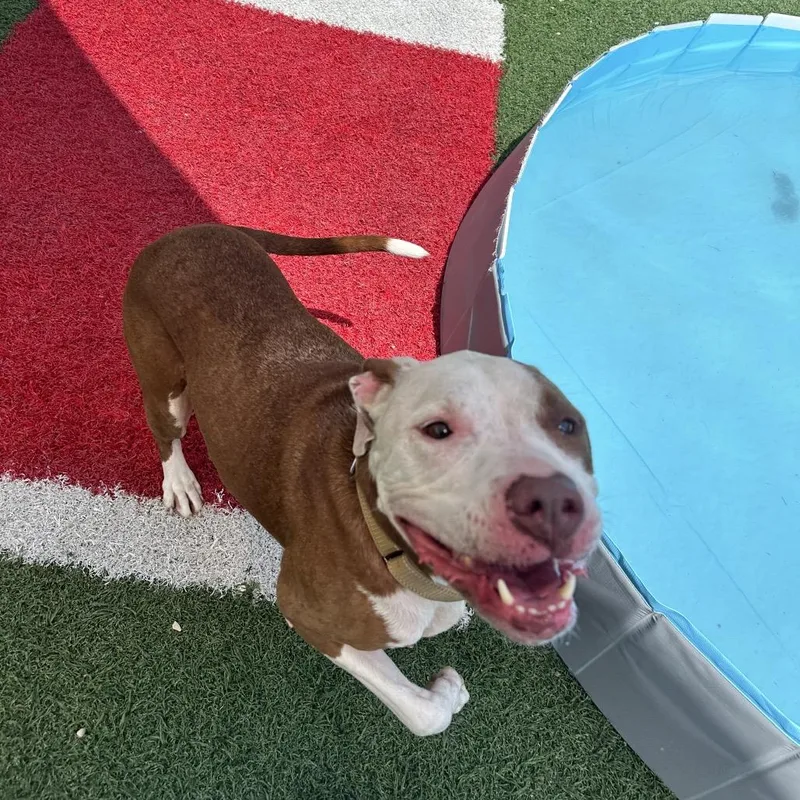 An adult medium-sized female White / Cream Mixed Breed dog named Princess for adoption in Batavia, OH