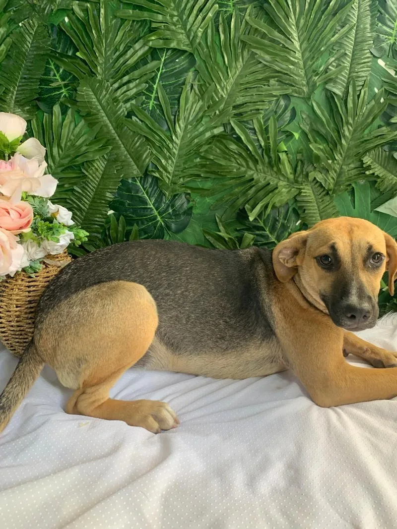 A baby medium-sized female Black Mixed Breed dog named Ramona for adoption in Richmond, VA