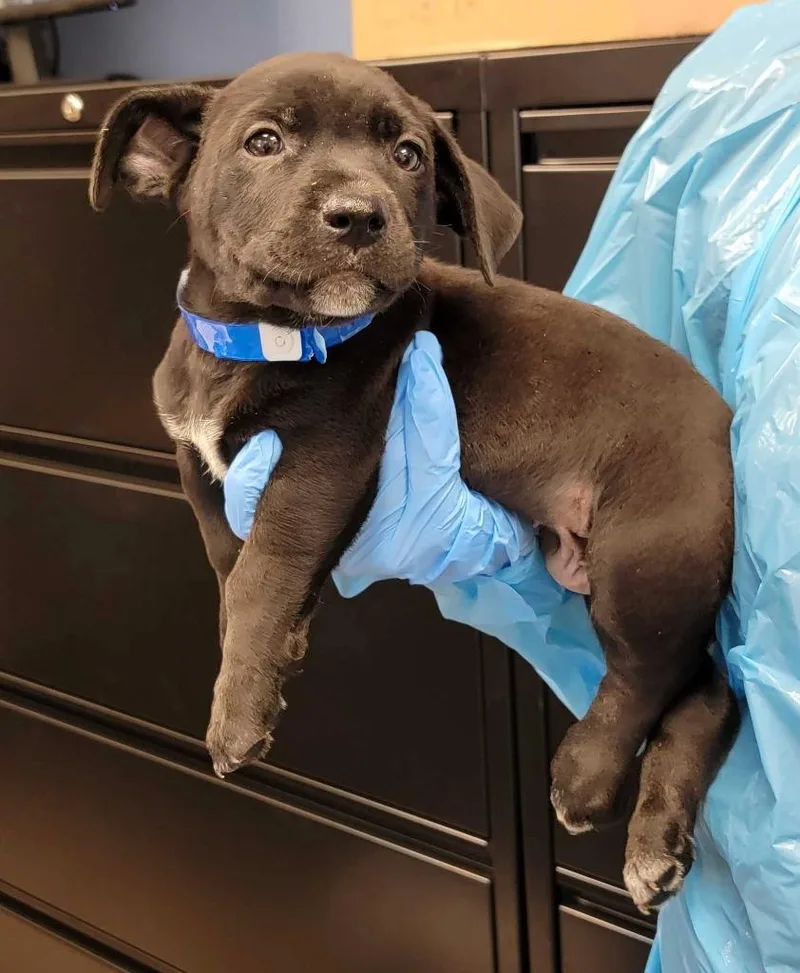 A baby medium-sized male Mixed Breed dog named President's Day for adoption in Chillicothe, OH