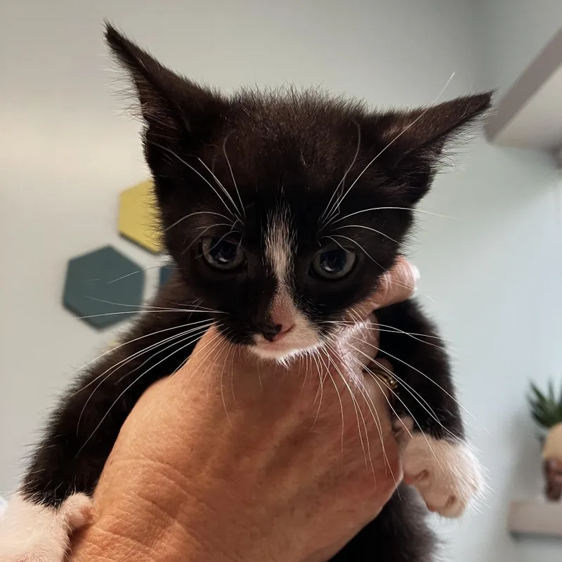 A baby small-sized male Black Domestic Short Hair cat named Winnie for adoption in Wilmington, DE