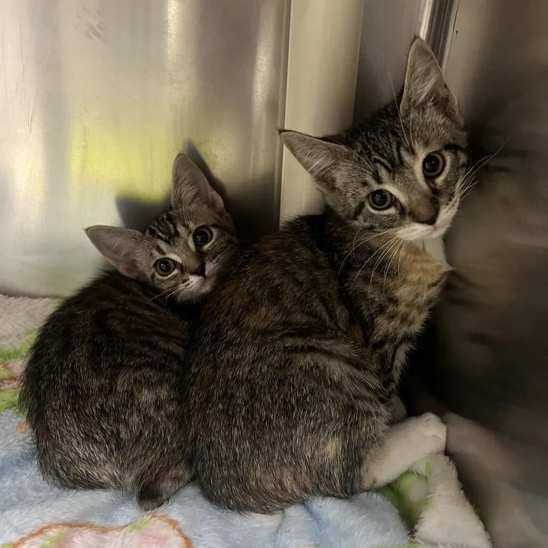 A baby small-sized female Calico Domestic Short Hair cat named Salamander for adoption in Mentor, OH