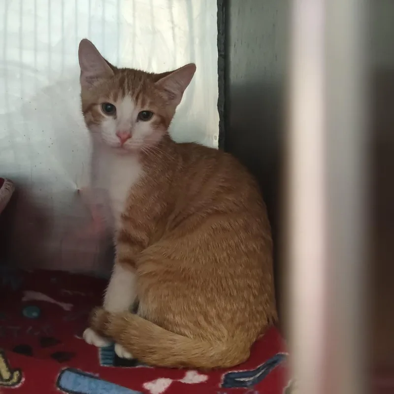 A baby small-sized female Orange / Red Domestic Short Hair cat named Rocky for adoption in Valley, AL
