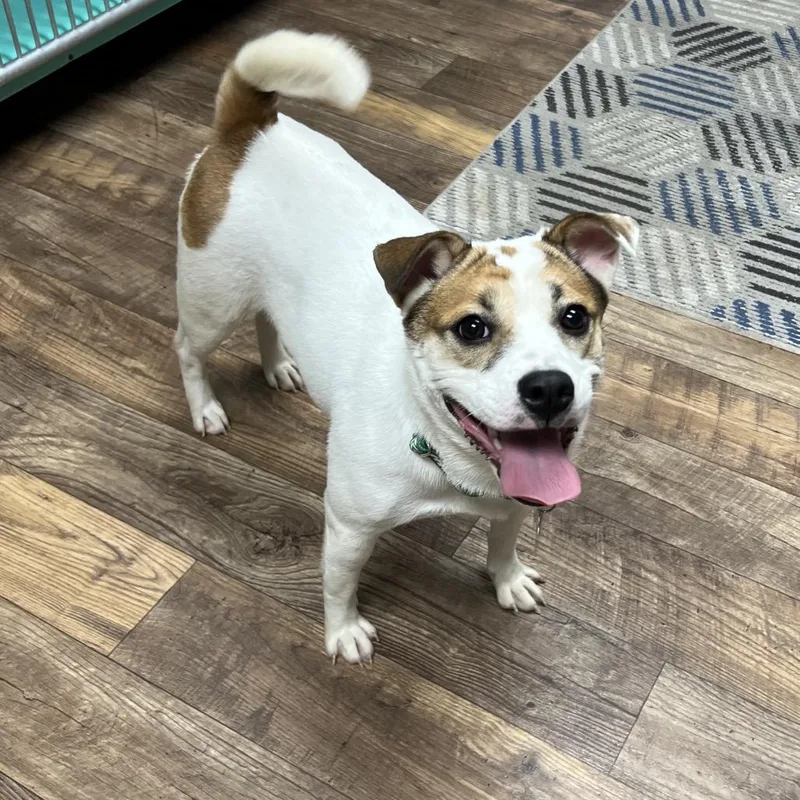 A young medium-sized female White / Cream Mixed Breed dog named Sally Sue for adoption in Owosso, MI
