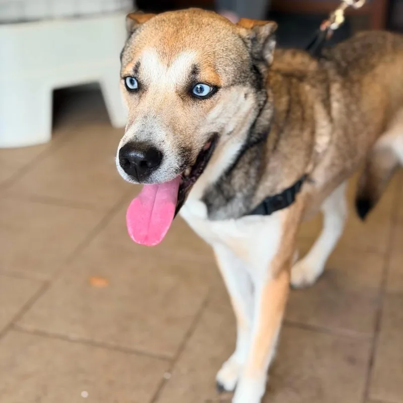 An adult medium-sized female Brown / Chocolate Mixed Breed dog named Freya for adoption in Huntington, WV