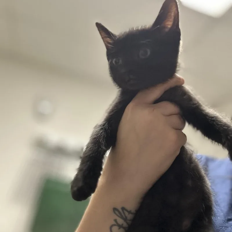 A baby small-sized male Black Domestic Short Hair cat named Jazz for adoption in Philadelphia, PA