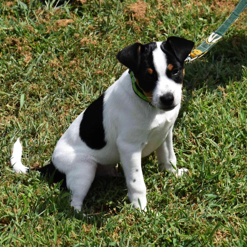 A baby medium-sized male White / Cream Mixed Breed dog named Elvis for adoption in Searcy, AR