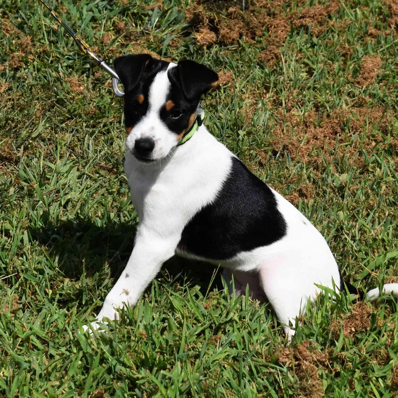 Elvis thumbnail 4