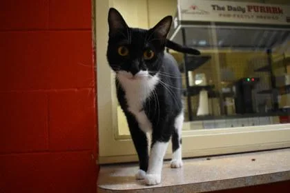 An adult medium-sized female Domestic Short Hair cat named Marble for adoption in Kansas City, MO