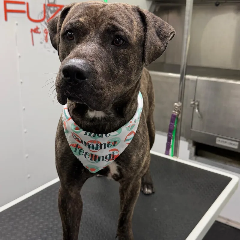 An adult medium-sized male Terrier dog named Tyson for adoption in Homestead, FL
