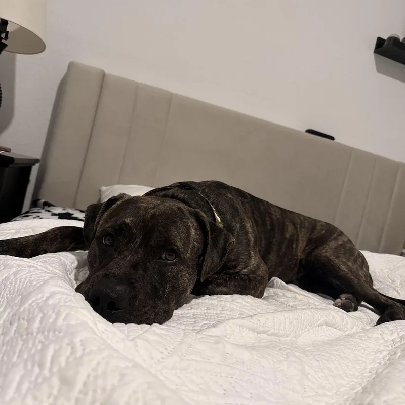 Tyson thumbnail 3