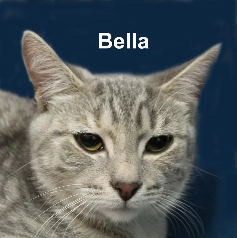 A young medium-sized female Buff / Tan / Fawn Domestic Short Hair cat named Bella Devfuh. for adoption in Stowe, PA