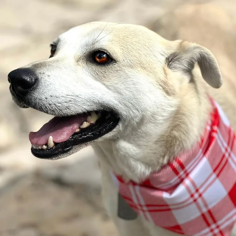 An adult medium-sized male White / Cream Shiba Inu dog named Tito for adoption in Hondo, TX