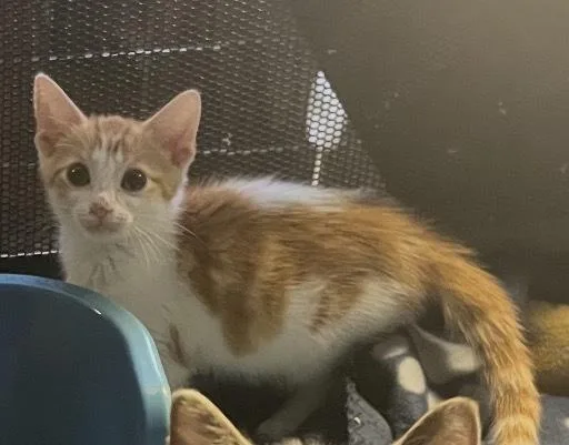 A baby small-sized male Orange & White Domestic Short Hair cat named Rye for adoption in Palatine, IL