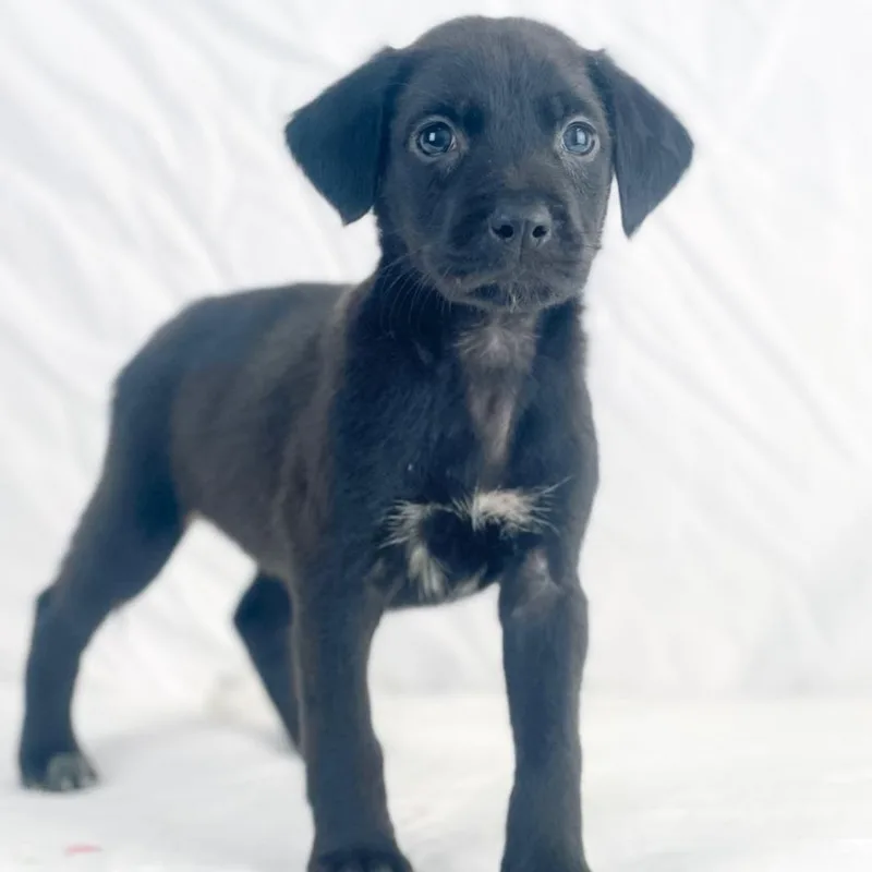 Water The Lab Mix