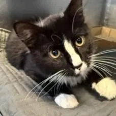 A young large-sized male Black Domestic Medium Hair cat named Boo for adoption in Rapid City, SD