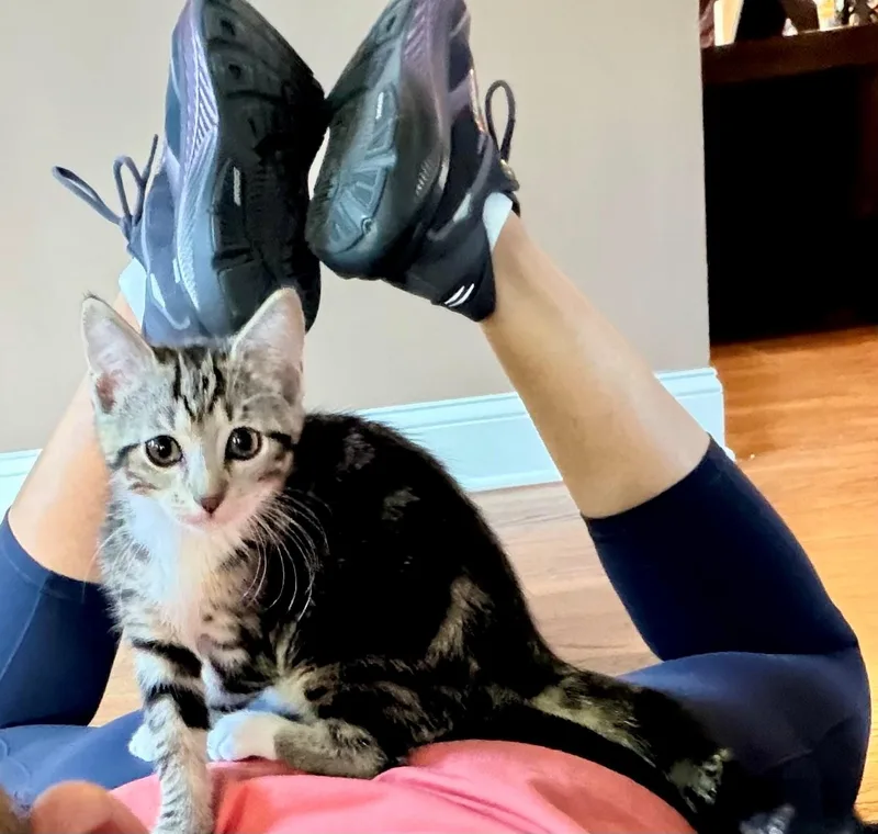 A baby small-sized female Tabby (Brown / Chocolate) Domestic Short Hair cat named Tilly for adoption in Westfield, NJ