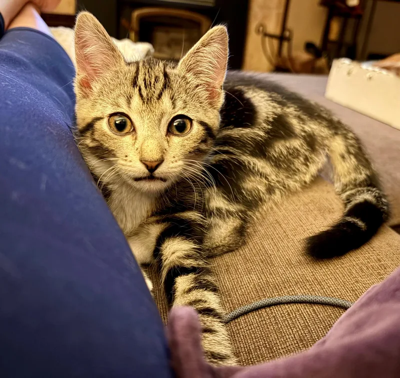Tilly thumbnail 5